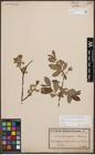 Foto von Salix cinerea L. x Salix nigricans Sm.